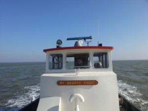 Noordzeebotter